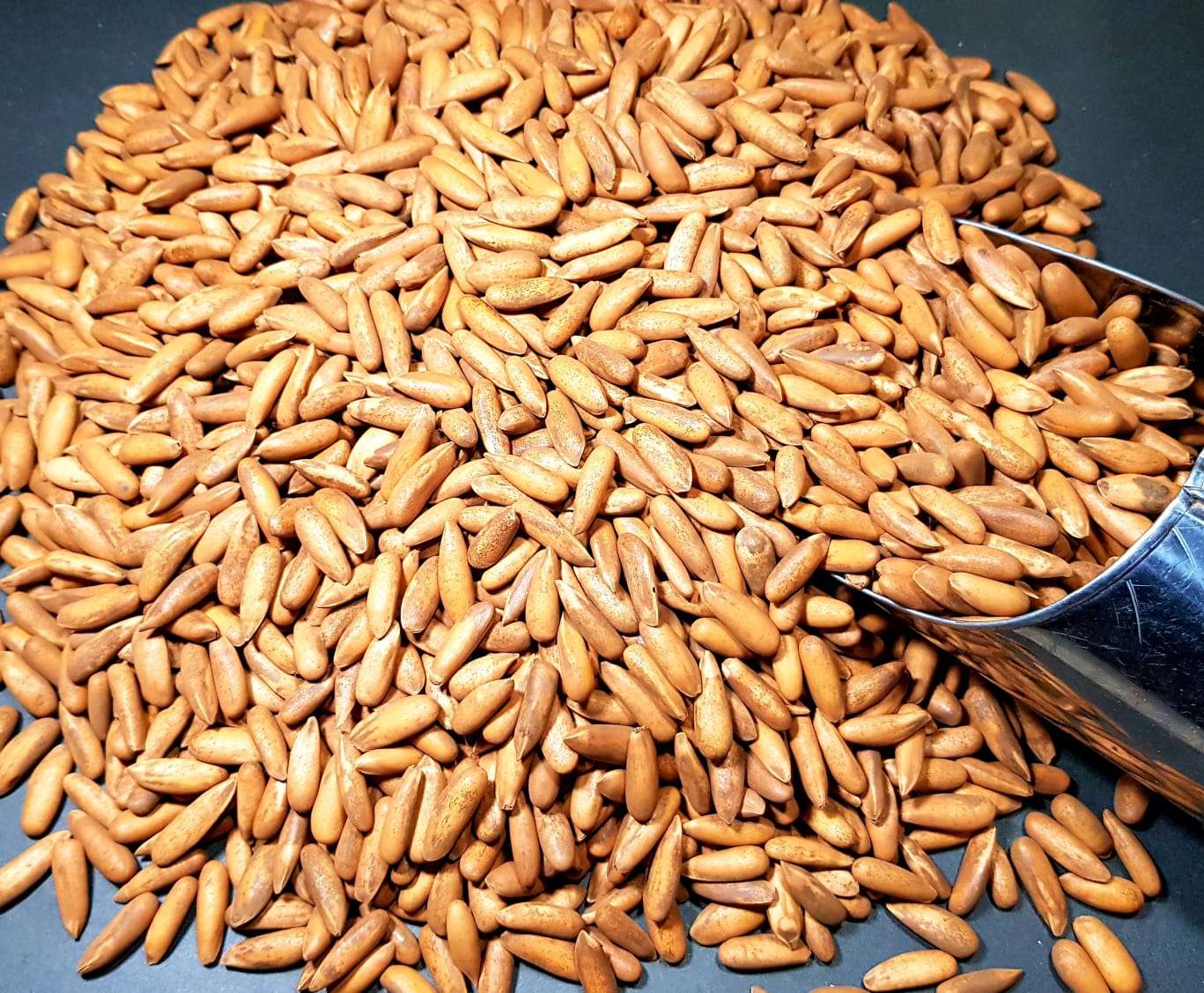 Chilgoza ( A Quality)