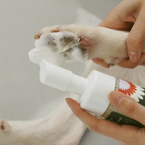 The Everyday Pet's Ritual (For Cats & Dogs)